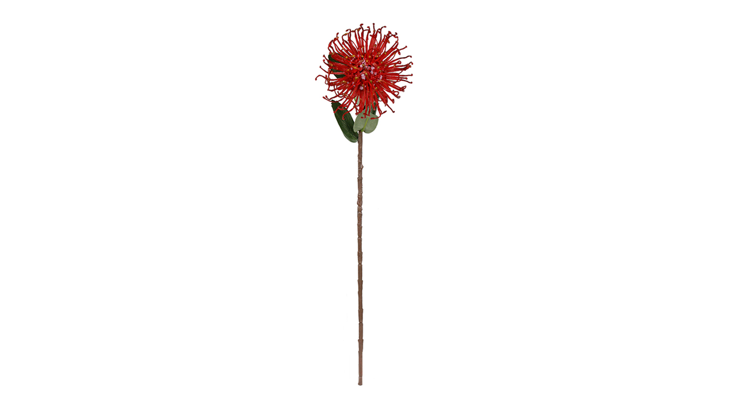 53cm tall artificial Pincushion Protea stem featuring a single large red bloom with thin curled petals and green leaves
