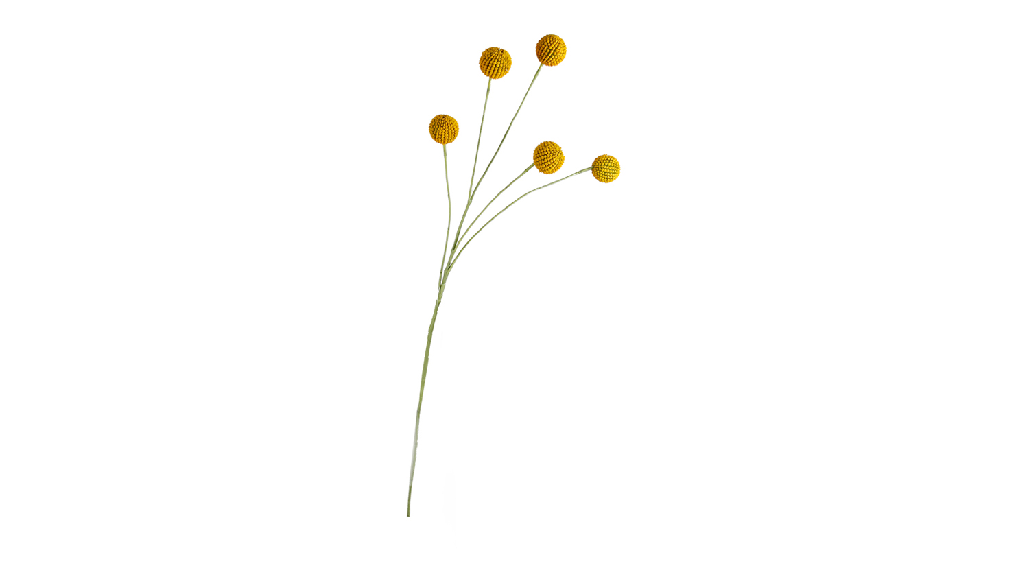 A view of the Billy Buttons 70cm Flower Spray