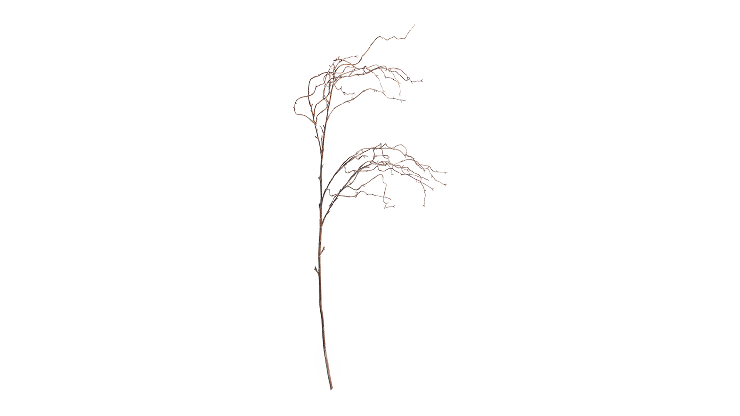 A Willow 140cm Flower Branch in a sleek brown colour