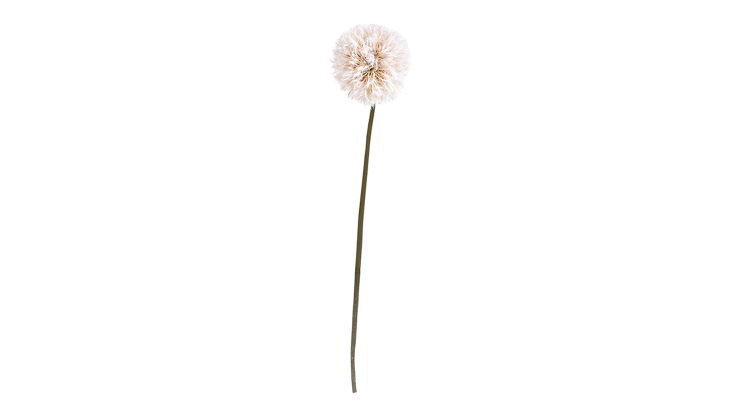 Artificial Dandelion 86cm Flower Stem in Natural, featuring a single large cream dandelion seed head