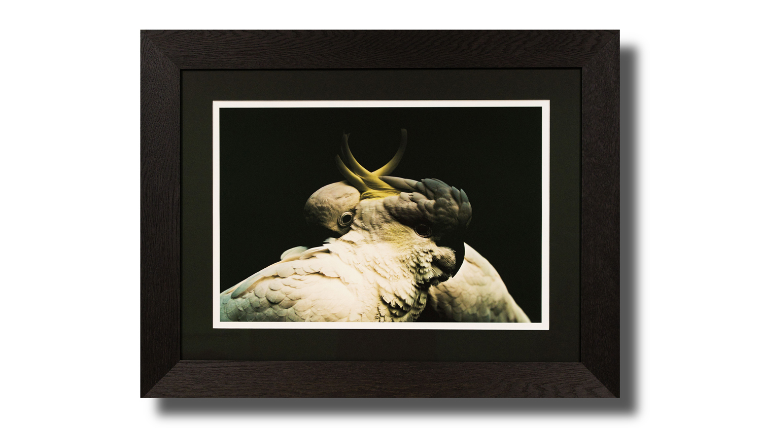 Black-framed Fine Art Studio art print featuring a close-up of a white cockatoo